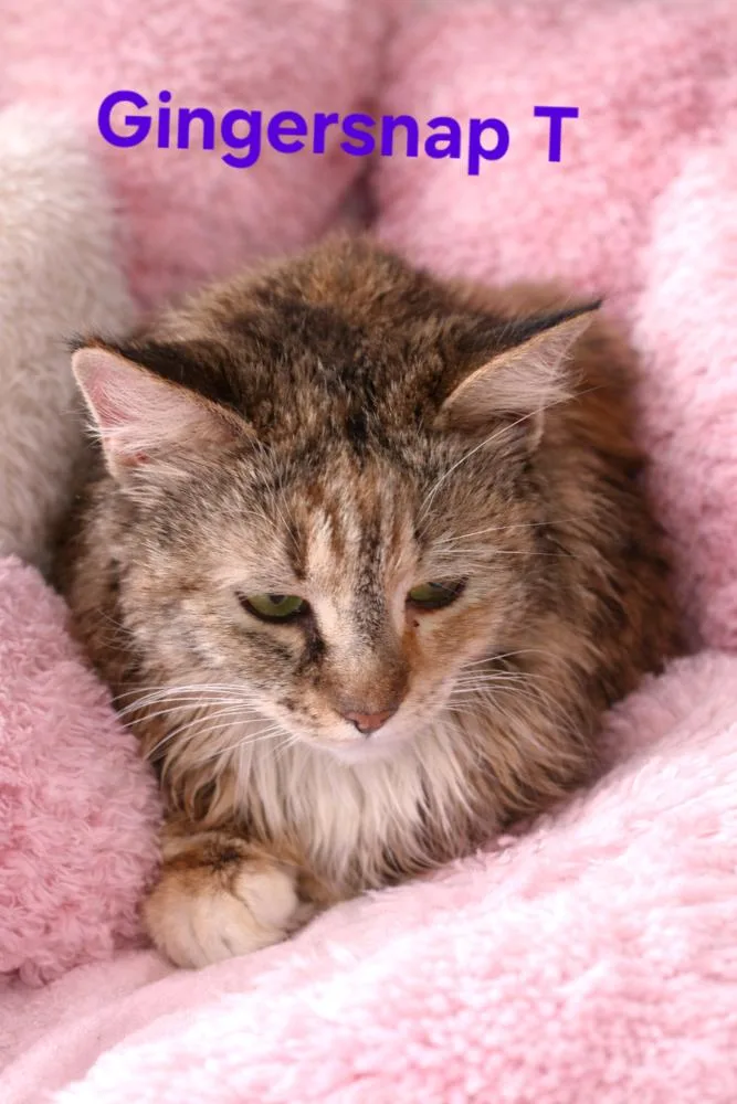 Gingersnap T