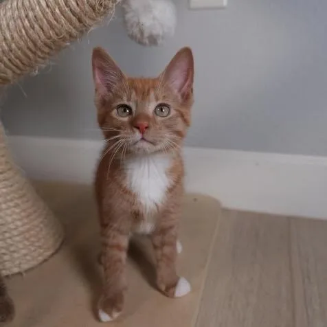 Benny thumbnail 2