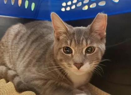 An adult large-sized male Domestic Short Hair cat named Bengal for adoption in Kansas City, MO