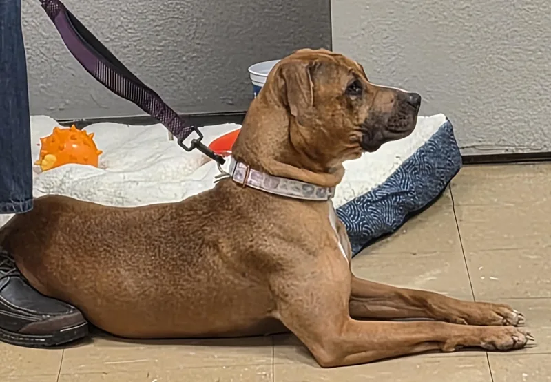An adult medium-sized female Golden Mixed Breed dog named Nyla for adoption in Belleville, IL
