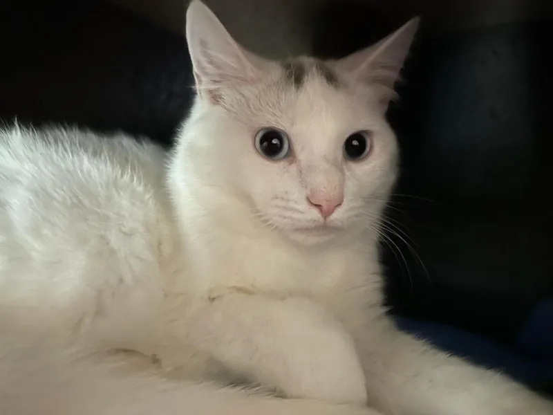 An adult medium-sized male Domestic Short Hair cat named Ghost for adoption in Rochester, WA