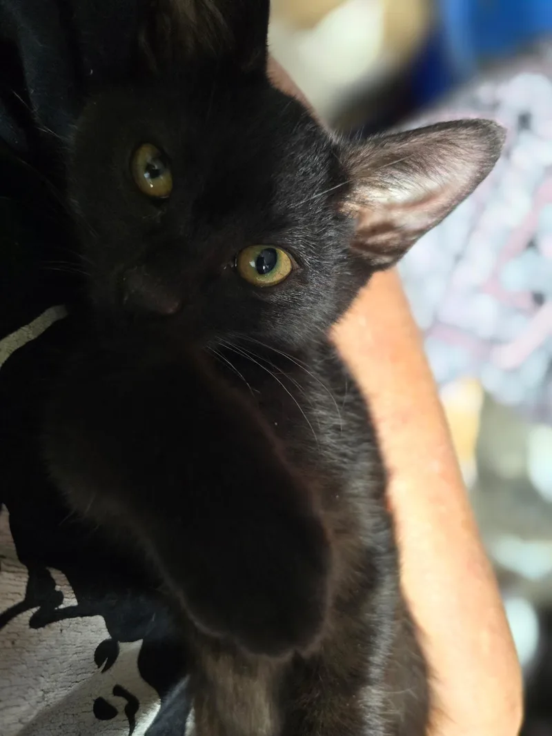A baby medium-sized female Black Domestic Short Hair cat named Piccolo for adoption in Sauk City, WI