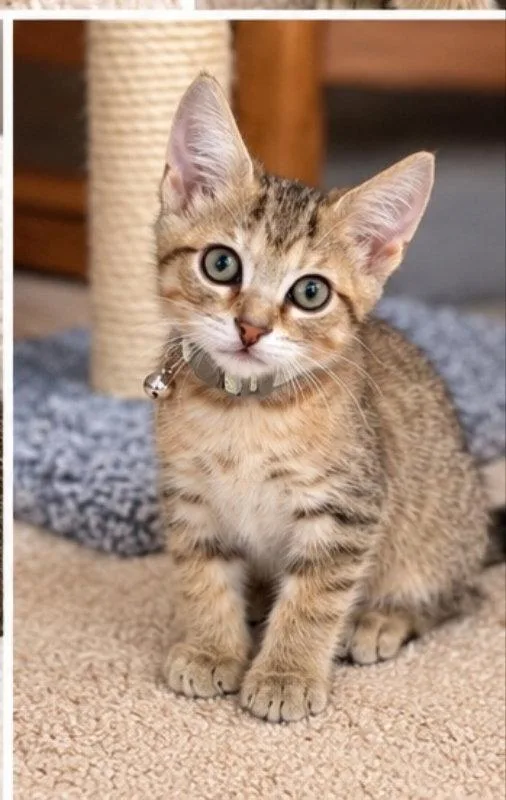 A young medium-sized male Tabby cat named Peter for adoption in Knoxville, TN