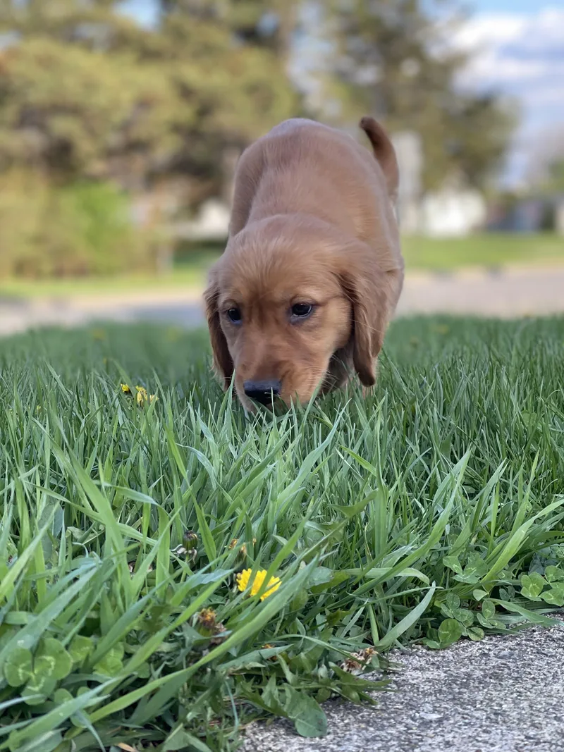 A baby large-sized female Golden Retriever dog named Layla for adoption in Northlake, IL