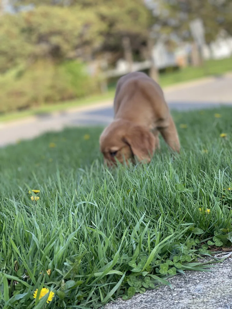Layla thumbnail 3