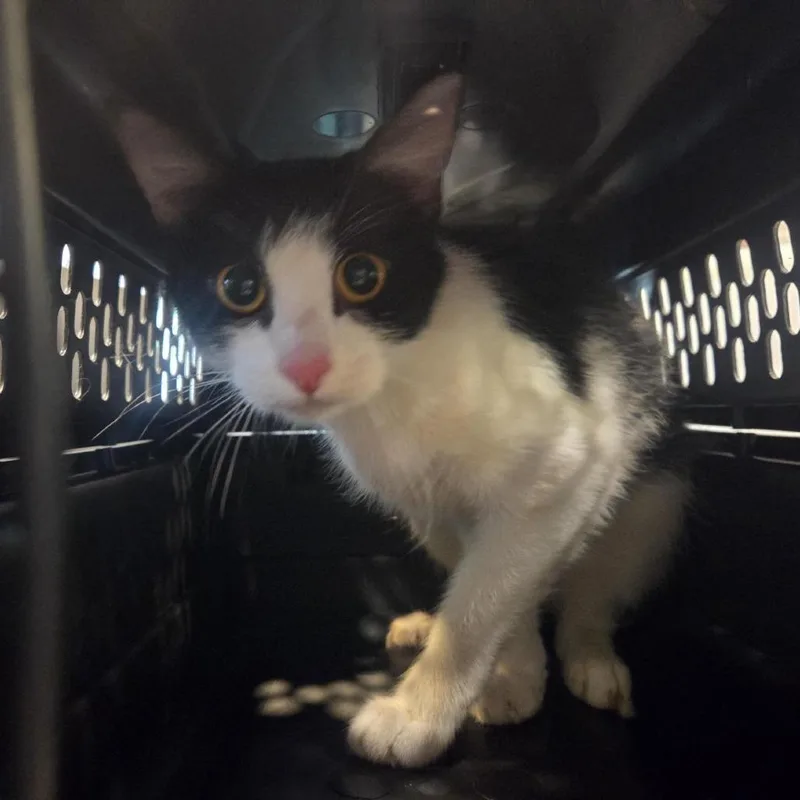 An adult medium-sized female White Domestic Short Hair cat named Sally for adoption in Saint Louis, MO