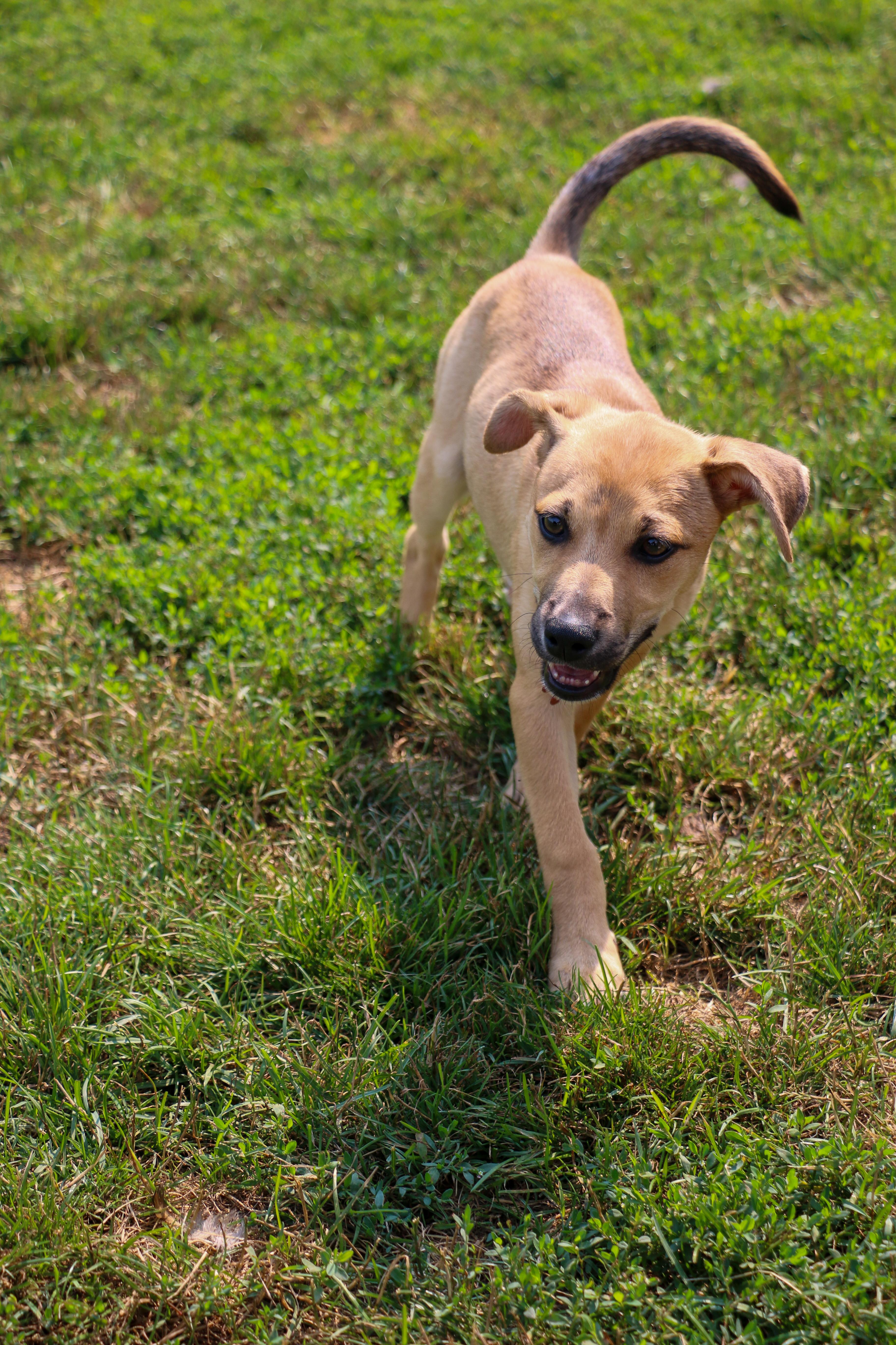 A baby medium-sized female German Shepherd Dog dog named Ginny the love bug for adoption in Houston, TX