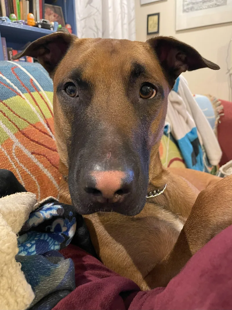 An adult large-sized male German Shepherd Dog dog named Lennox for adoption in Cincinnati, OH