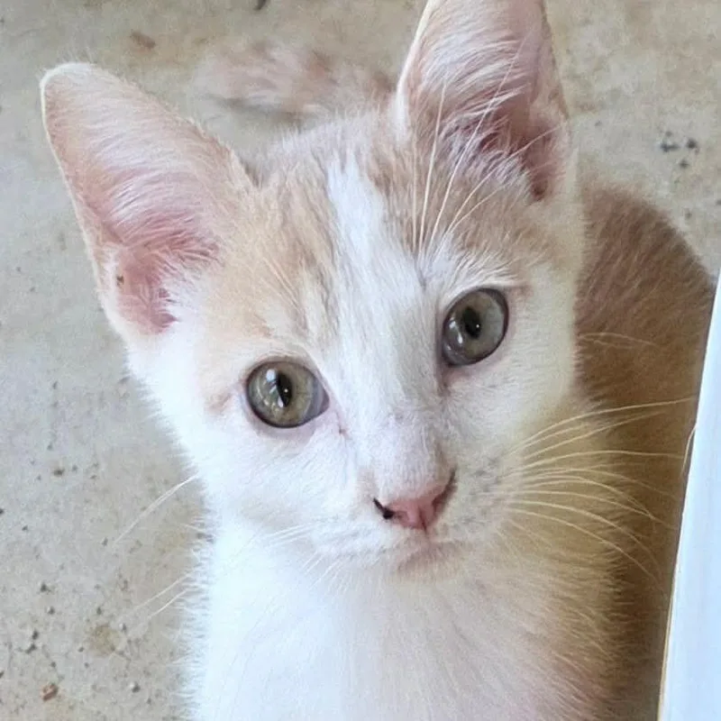 A baby small-sized male Buff / Tan / Fawn Domestic Short Hair cat named Perseverance for adoption in Brownsboro, AL