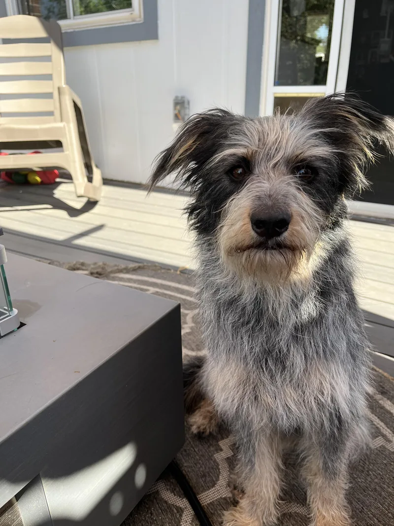 A young medium-sized female Terrier dog named Savannah for adoption in Windsor, CO