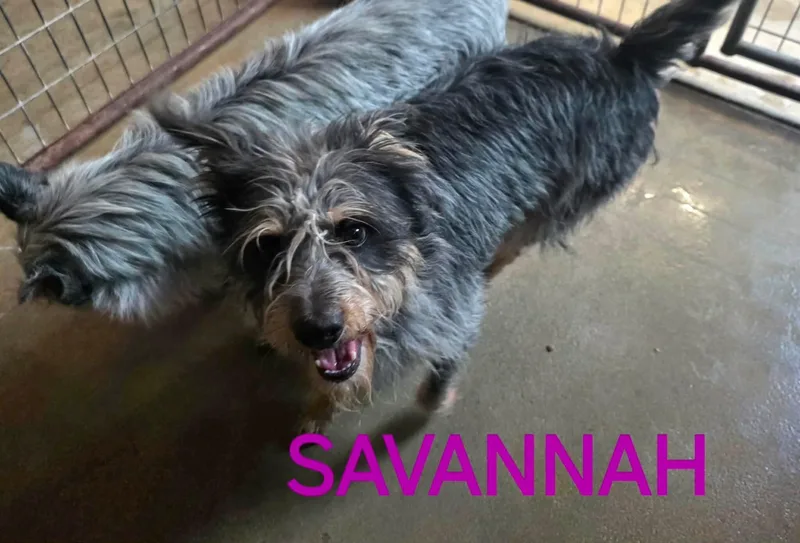 Savannah thumbnail 2