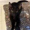 A baby medium-sized male Bombay cat named Raymond for adoption in Georgetown, KY