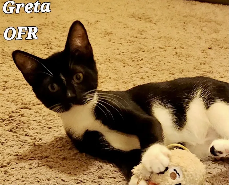 A baby medium-sized female Black & White / Tuxedo Domestic Short Hair cat named Greta for adoption in Owasso, OK