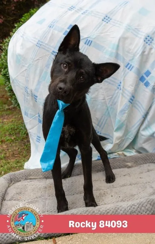 An adult medium-sized male Black Mixed Breed dog named Rocky for adoption in Mobile, AL