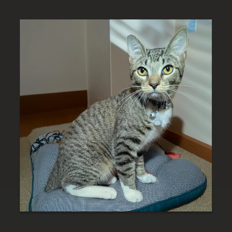 Charlie Charmer thumbnail 2