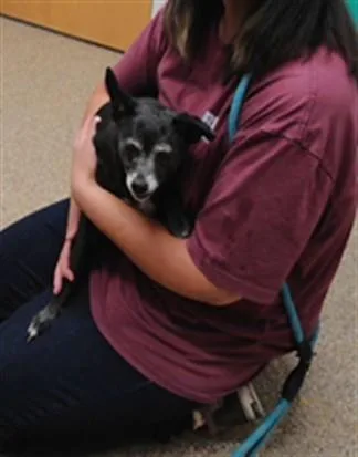 A senior small-sized female Miniature Pinscher dog named Chiquita for adoption in Albuquerque, NM