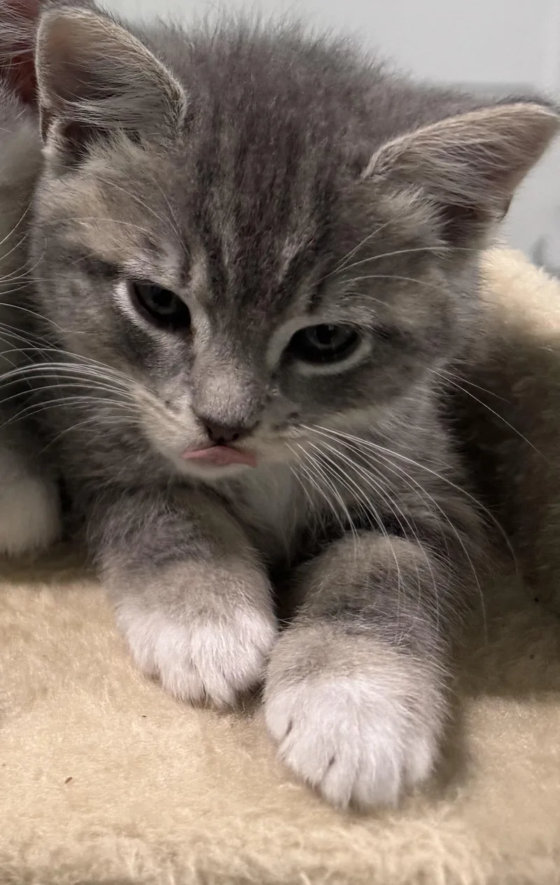 A baby small-sized female Domestic Short Hair cat named Hailey's Comet for adoption in Richmond, VA