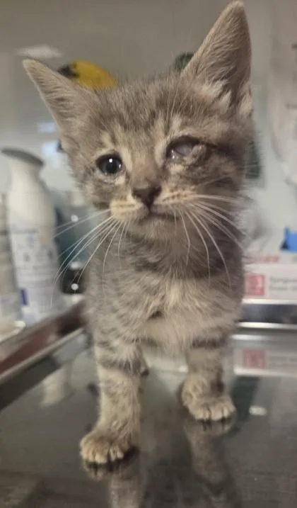 A baby small-sized female Domestic Short Hair cat named Leela for adoption in Fresno, CA