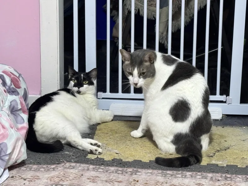 Majesty And Royalty thumbnail 2