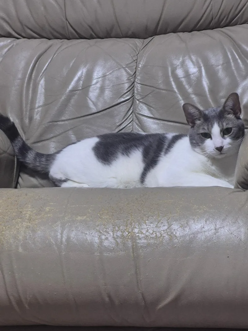 Majesty And Royalty thumbnail 3