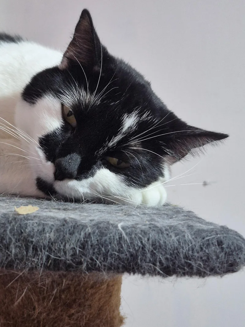 Majesty And Royalty thumbnail 4