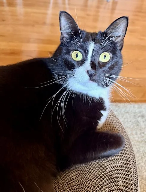 An adult medium-sized female Black & White / Tuxedo Domestic Short Hair cat named Viola for adoption in Jersey City, NJ