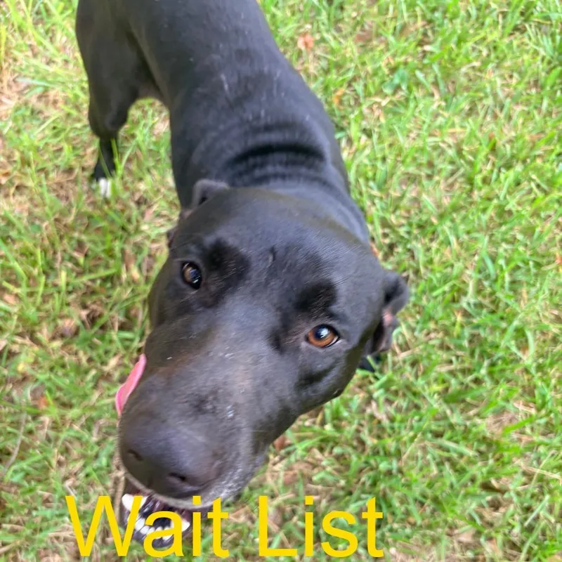 A young medium-sized male Black Mixed Breed dog named Bullet for adoption in Livingston, TX