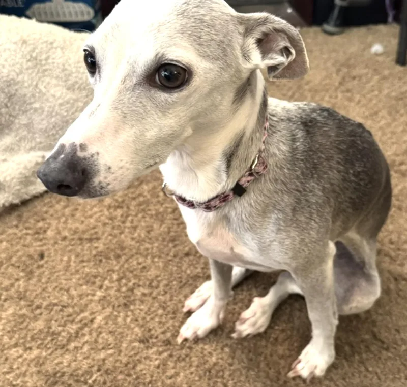 A senior small-sized female Gray / Blue / Silver Italian Greyhound dog named Sophie for adoption in Centennial, CO