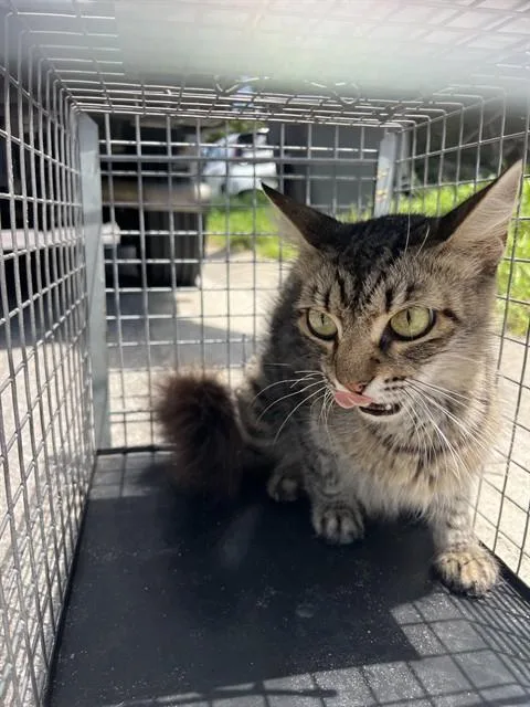 An adult medium-sized female Domestic Short Hair cat named Tabitha for adoption in Palmetto, FL