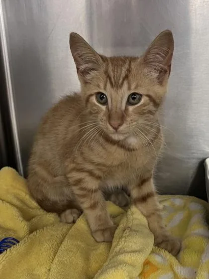 A baby small-sized male Domestic Short Hair cat named Druski for adoption in Houston, TX