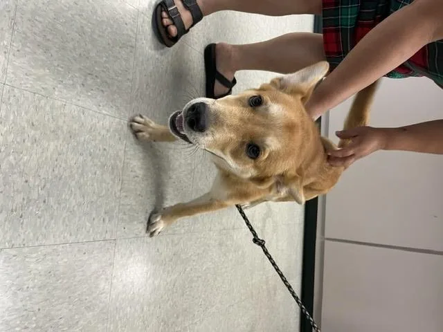 A young medium-sized female Carolina Dog dog named A for adoption in Wilmington, NC