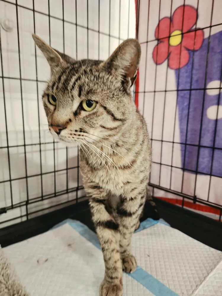 A young medium-sized male Tabby (Brown / Chocolate) Domestic Short Hair cat named Julian for adoption in Lancaster, CA