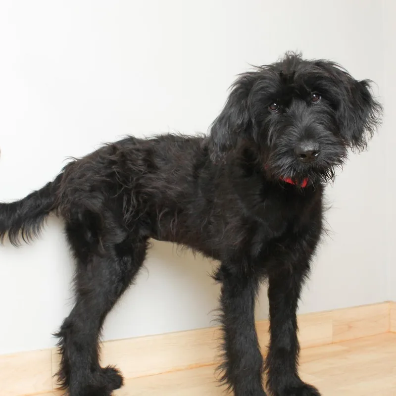 A young medium-sized female Black Giant Schnauzer dog named Charm D for adoption in Minnetonka, MN