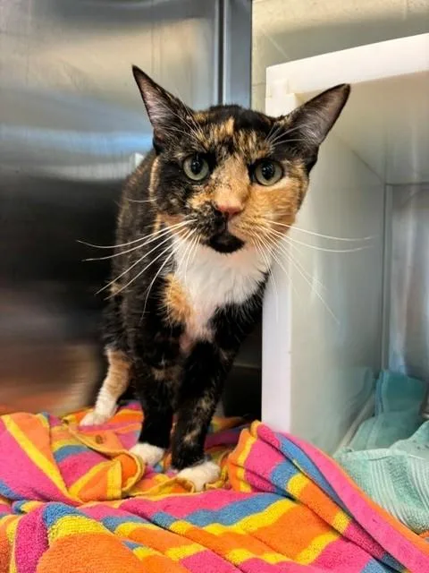 A senior medium-sized female Domestic Short Hair cat named Lilac for adoption in Brighton, CO