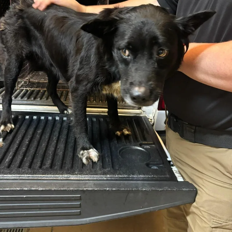 An adult medium-sized female Black Mixed Breed dog named Nyx for adoption in Gadsden, AL