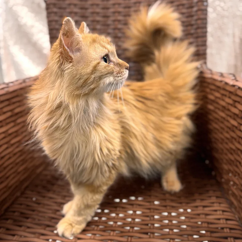 An adult medium-sized female Orange & White Domestic Long Hair cat named Cheeky Monkey for adoption in Midland, MI