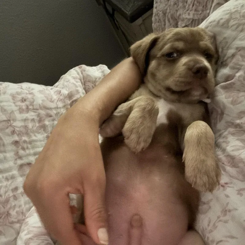 A baby small-sized male Brown / Chocolate Chocolate Labrador Retriever dog named Cash for adoption in Sacramento, CA
