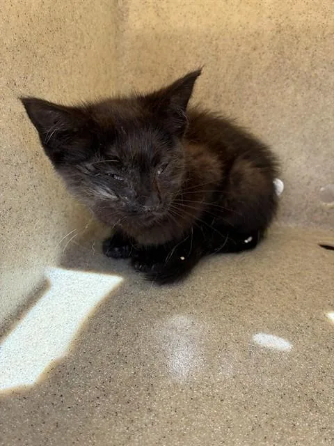 A baby small-sized female Domestic Short Hair cat named Wednesday for adoption in Stockton, CA