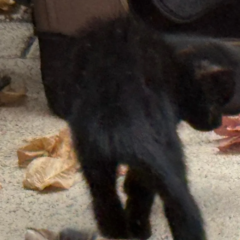 A baby small-sized male Black Domestic Short Hair cat named Onix for adoption in West Palm Beach, FL