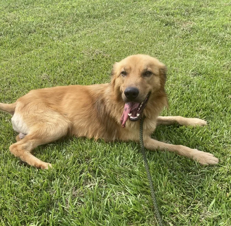 An adult medium-sized male Golden Retriever dog named Carl for adoption in Hartwell, GA