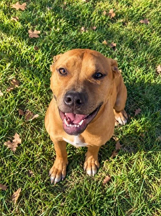 A young medium-sized male Pit Bull Terrier dog named Rocky for adoption in Lagrange, IN