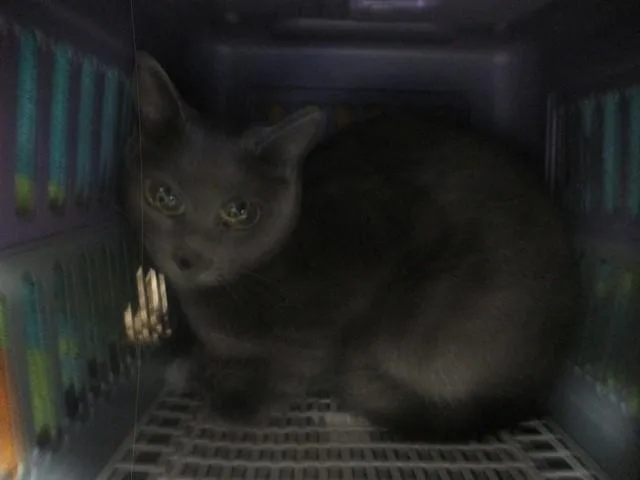 A young small-sized female Domestic Short Hair cat named Gray for adoption in Ocala, FL