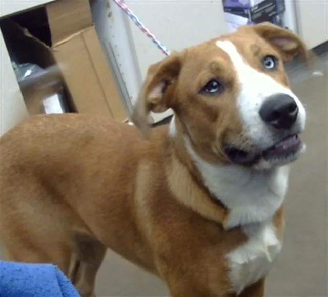 A young medium-sized female Mixed Breed dog named Kodak for adoption in Dallas, TX