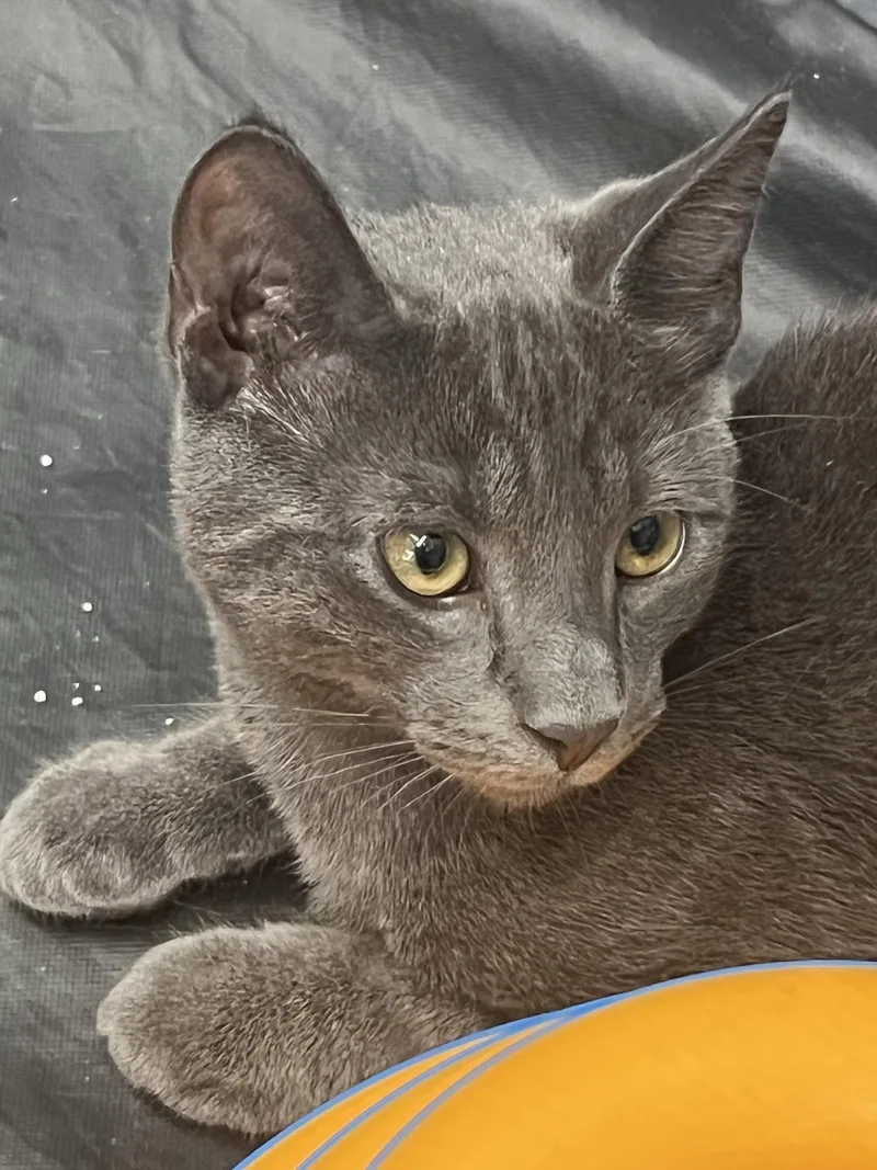 A young medium-sized male Gray / Blue / Silver Domestic Short Hair cat named Nicky for adoption in Spring Lake, NJ
