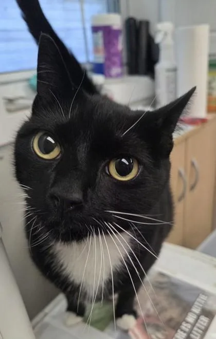 An adult medium-sized female Domestic Short Hair cat named Mittens for adoption in Worcester, MA