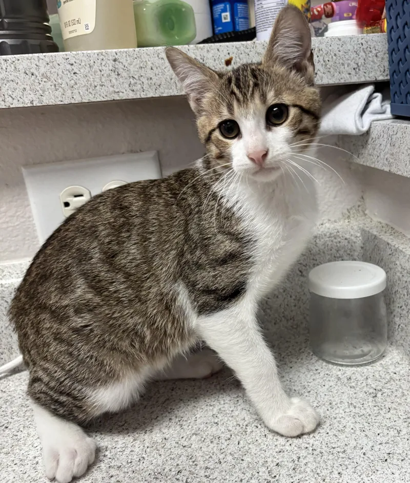 A baby medium-sized male Tabby (Brown / Chocolate) Domestic Short Hair cat named Jojo for adoption in Schertz, TX