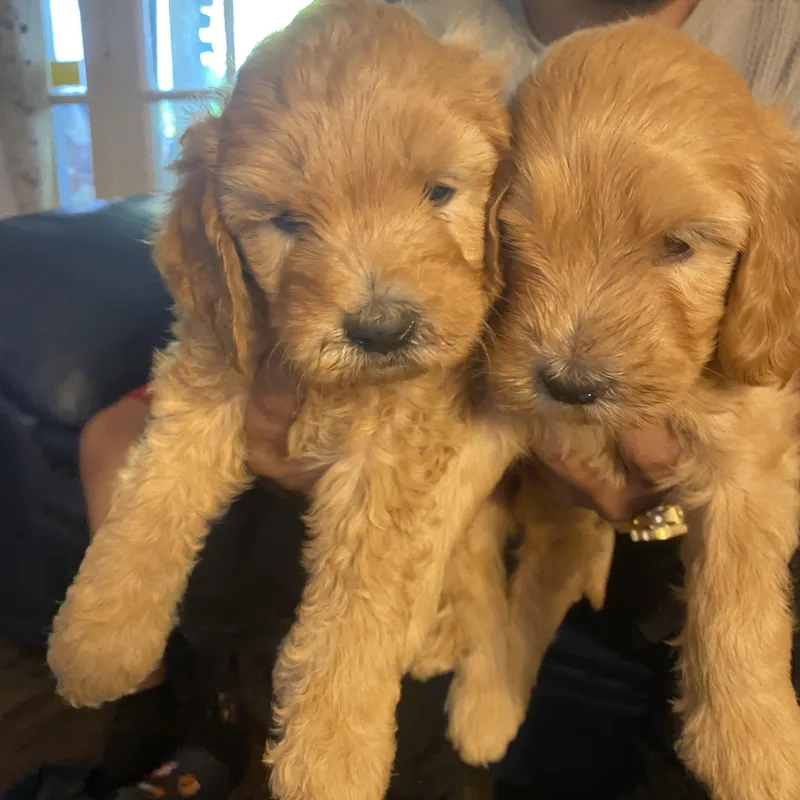 A baby medium-sized male Golden Goldendoodle dog named Jeffrey for adoption in Moreno Valley, CA