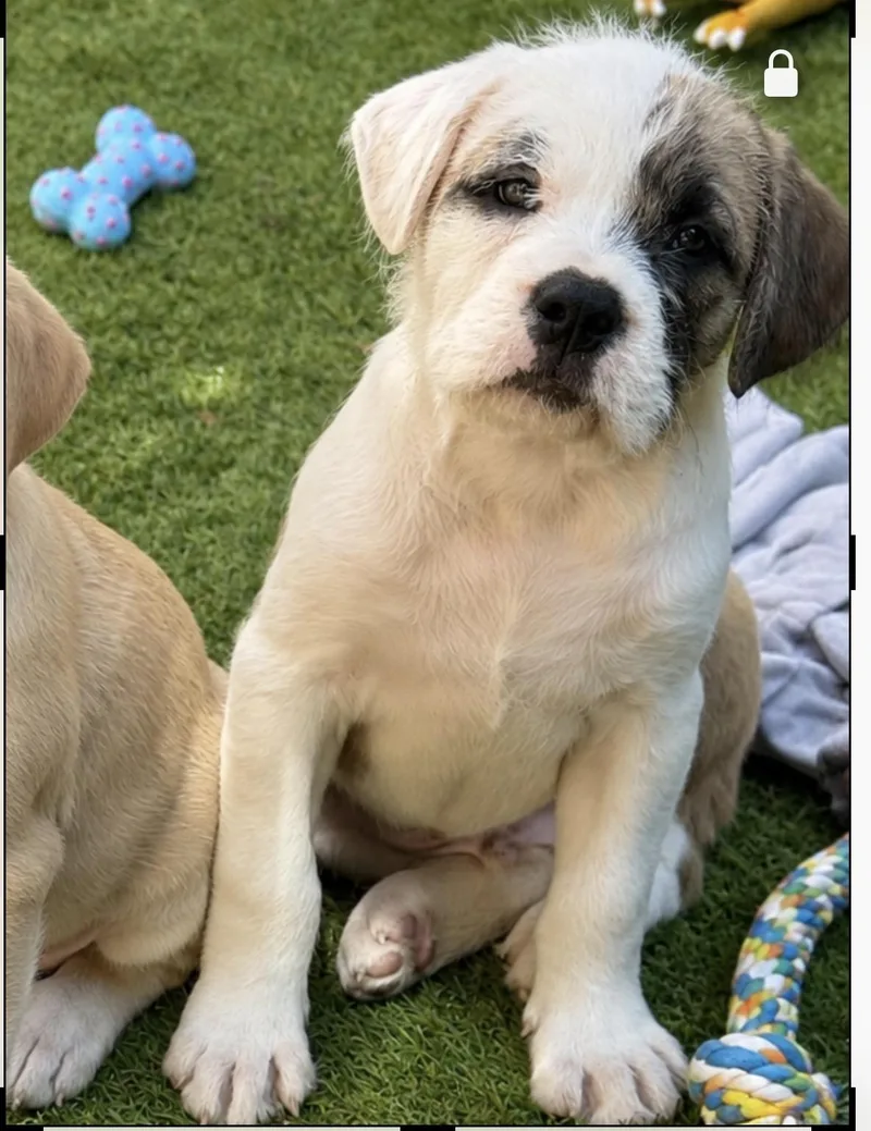 A baby large-sized male Bicolor American Bulldog dog named Linus for adoption in Wanaque, NJ