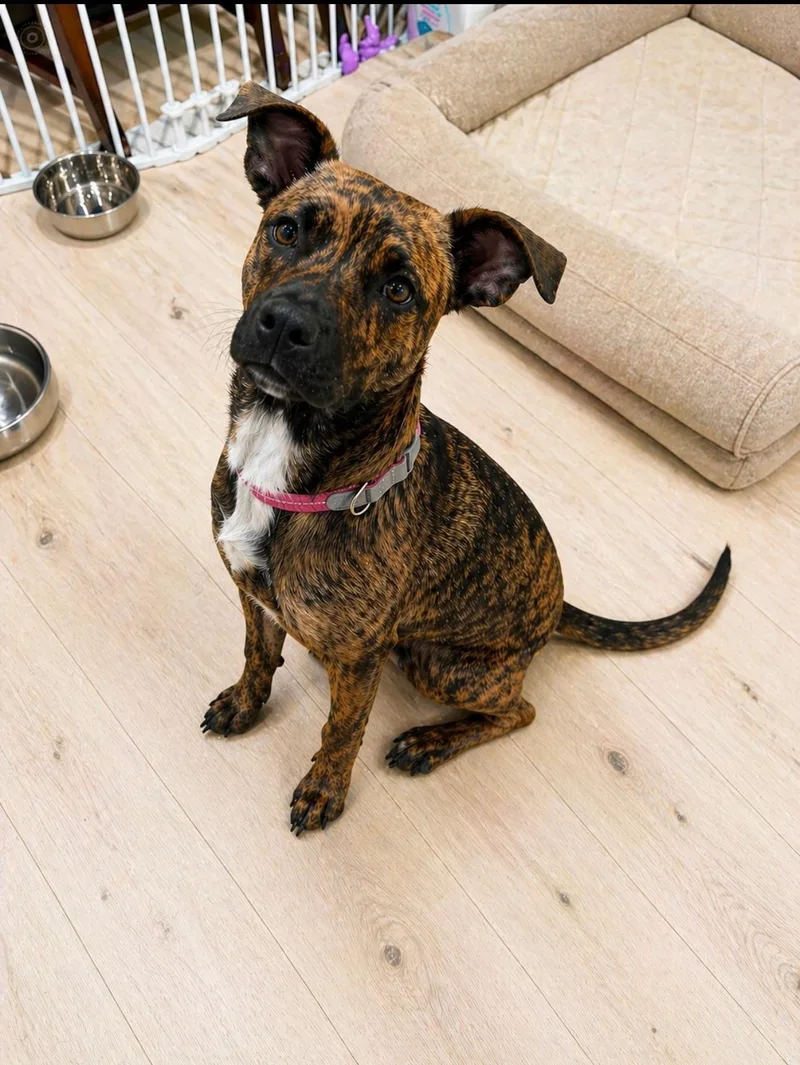 A baby small-sized female Boxer dog named Lila for adoption in Oceanside , CA