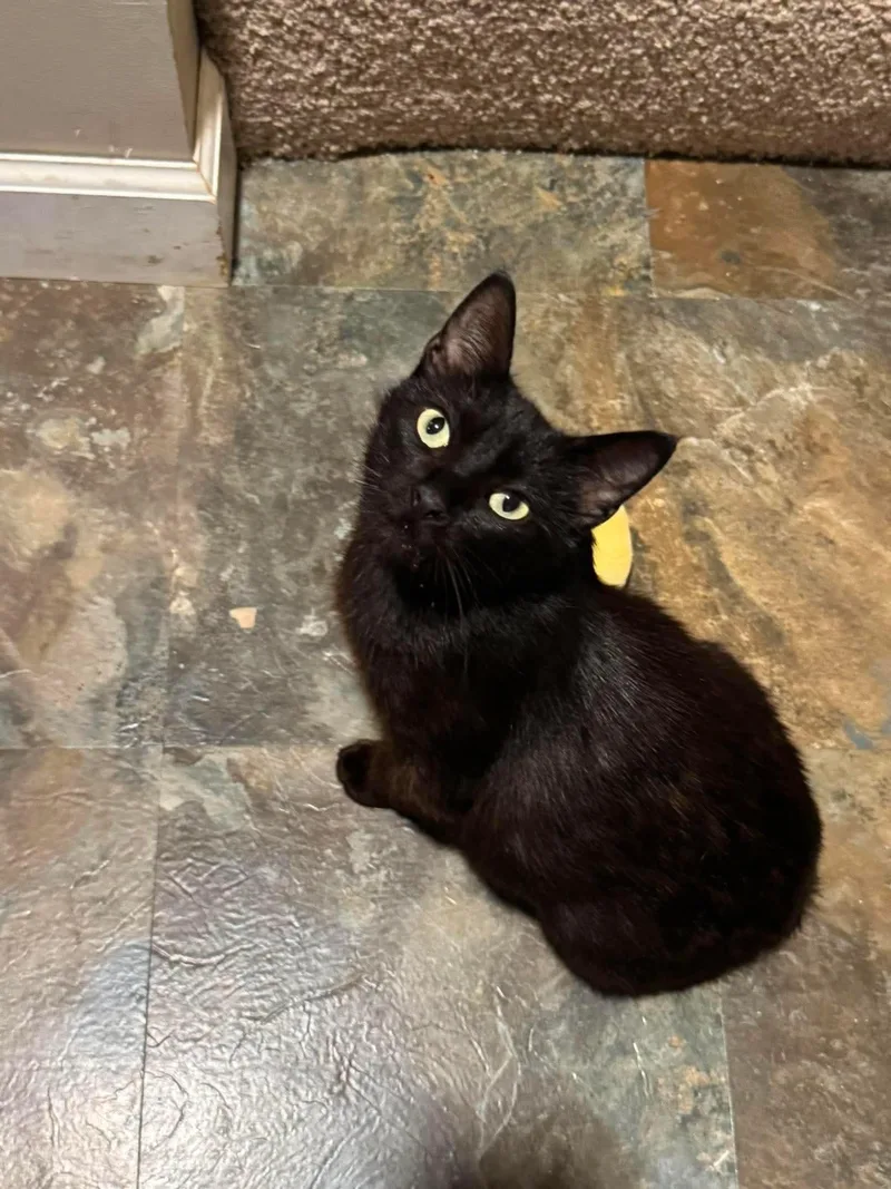 A young medium-sized female Domestic Short Hair cat named Allis Chalmers for adoption in Minneapolis, MN